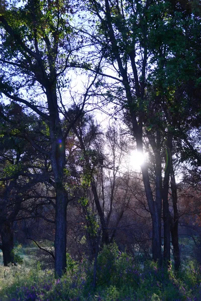 DSC_6200 (Large).JPG